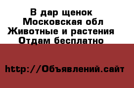 В дар щенок - Московская обл. Животные и растения » Отдам бесплатно   